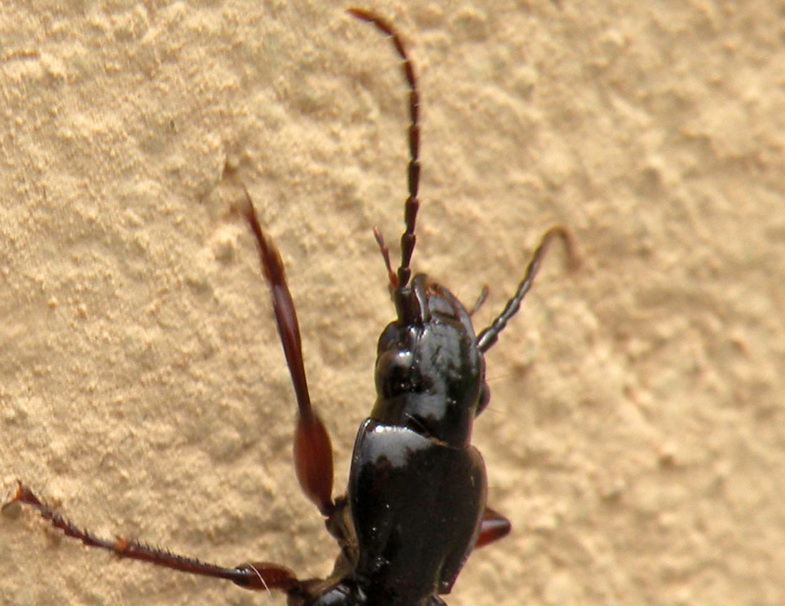 Quasi nero: Pterostichus macer